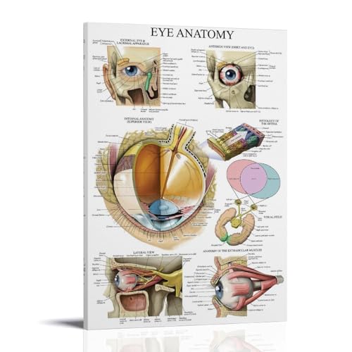 Eye Anatomy impression sur toile 20x30 cm pour deco murale enfant et salon