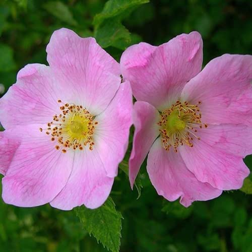 Chuxay Garden 7 Seeds Rosa Canina,Dog Rose,Bird Briar,,Buckieberries,Canker Vigorous Scrambling Deciduous Shrub Striking Landscaping Plant Easy To Grow & Maintain #TOP22