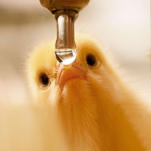 Water Quality: the Forgotten Nutrient