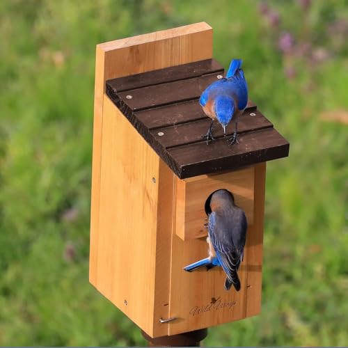 Wild Wings WWCH3 Cedar Blue Bird Box House, Bluebird Box House - Image 3