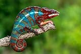 cameleon furcifer pardalis ambilobe red bar Livré avec un support mural adrium Tableau composite en aluminium 50 x 30 cm - Caméléon panthère ambolique adulte (furcifer pardalis) (168444934)