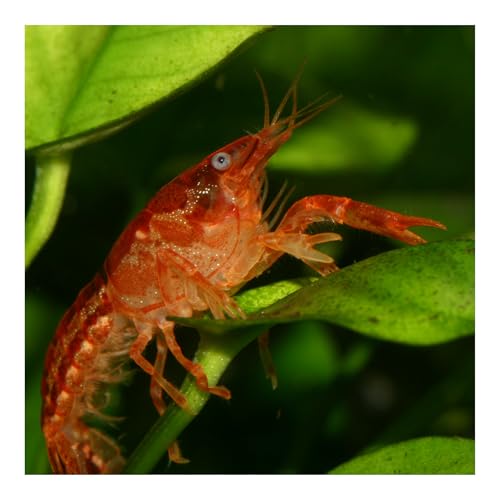 AQ4Aquaristik Oranger Zwergkrebs - Cambarellus patzcuarensis (CPO) -...