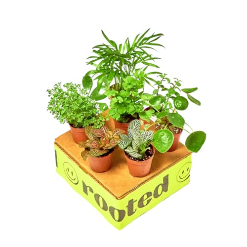 Rooted Baby Furry Friends Box, Live, Live Indoor, Home Decor,