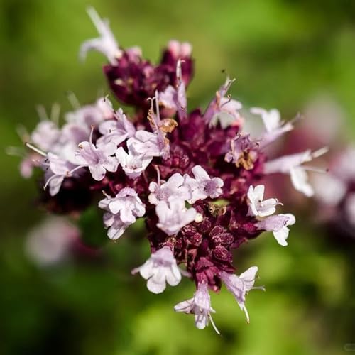 semi di maggiorana perenni - balcone giardino interno 800pcs