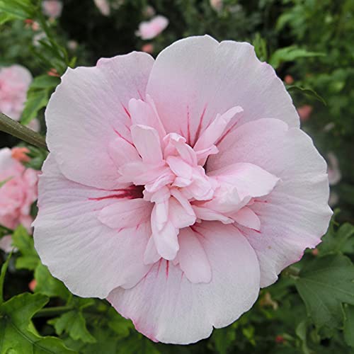 Hibiskus Winterhart TEST & Bewertung (2023)