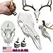 Backcountry Innovated Whitetail Self-Hanging European Antler Mounting Fake Deer Skull Kit | Antler Adjustment System | 3D Scanned Buck Skull | DIY Euro Antler Mount Kit | Shed Antlers | Taxidermy