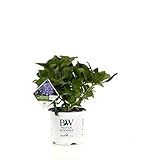 Let's Dance Rhythmic Blue Reblooming Hydrangea (Macrophylla) Live Shrub, Blue or Pink Flowers, 1 Gallon