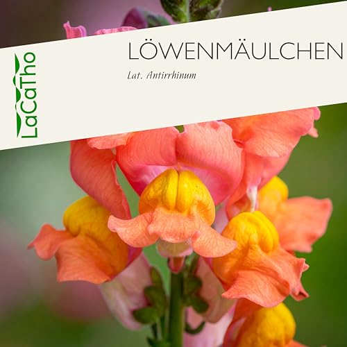 Löwenmäulchen Samen (lat. Antirrhinum) – Mehrjährige Blütenpracht für Garten & Balkon | Bunte & lange Blütezeit | Fördert Biodiversität & lockt Hummeln und Bienen an | Samen aus DE (5.000 Samen)