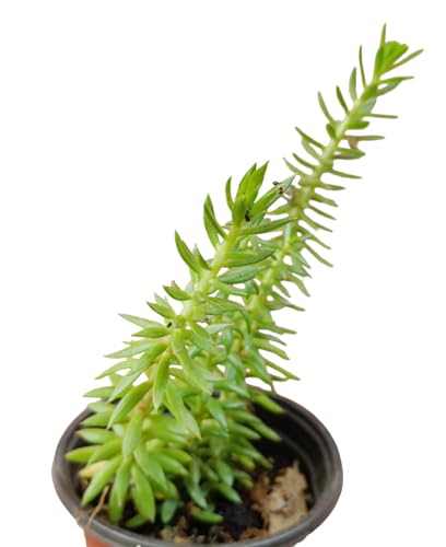 Sedum sediforme sedum altissimus borracina di nizza pendente crassula pianta grassa giardino roccioso