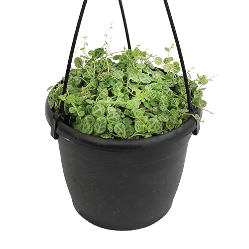 String of Turtles Live Plant Hanging Basket, Peperomia prostrata, Live Succulents Plants Live Houseplants, House Plants Indoors Live Indoor House Plants, Peperomia Live Plant Basket by Plants for Pets