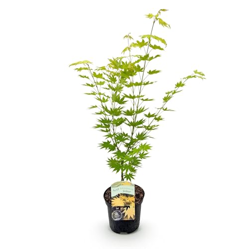 GreenboutiQ - Plante de terrasse - Érable du Japon - Acer palmatum Jordan - Jaune - 1 Plante - Feuillage caduc - Pot 19cm Hauteur 70cm