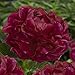 Produktbild Pfingstrose Dark Red Passion (1 Wurzel), große Päonien Hybride, Winterharte mehrjährige Staude, Pflanzen aus Holland für Garten und Topf (kein Samen, Zwiebeln und nicht künstlich)