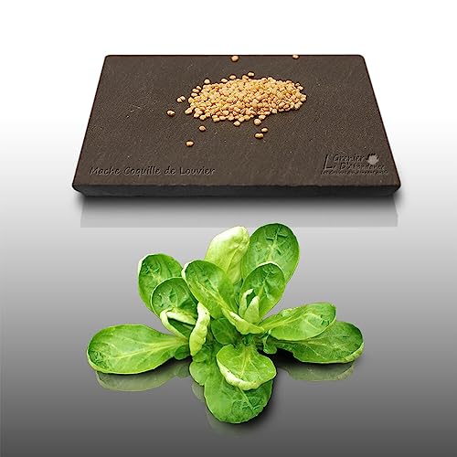250 graines à semer - Le Grenier d'Abondance - MACHE Coquilles de Louviers - Valerianella locusta