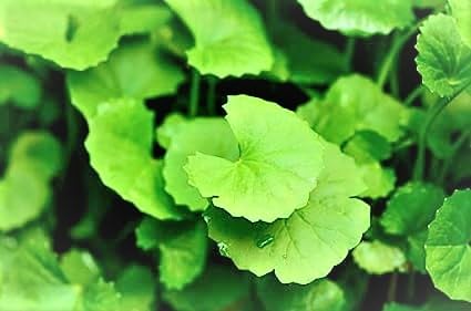 NATURE WORLD PREMIUM FULLY ORGANIC AYURVEDIC MEDICINAL BRAHMI SARASWATI HEALTHY LIVE PLANT FOR IMPROVE MEMORY AND IMMUNITY BOOSTER AND MORE HEALTH BENEFITS AND GREAT HOME GARDENING (B0CD2G6VNM) Amazon Price History, Amazon Price Tracker