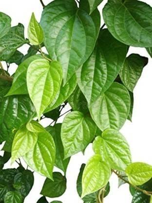 Plantazee Generic Betel Leaf Plant (Hybrid, Pack Of 1) (B09N1N85D5) Amazon Price History, Amazon Price Tracker