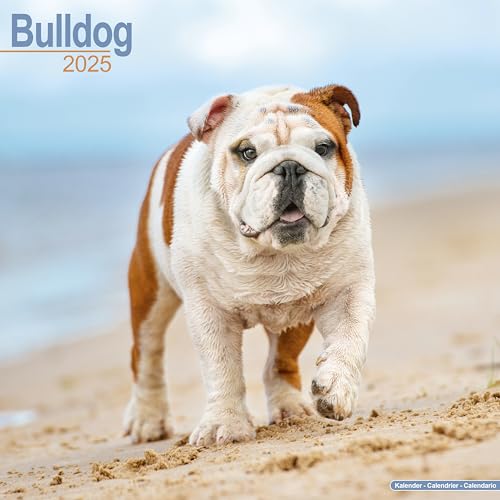 Bulldog 2025 Square Wall Calendar | Dog Breed Calendar: Original Avonside-Kalender [Mehrsprachig] [Kalender]