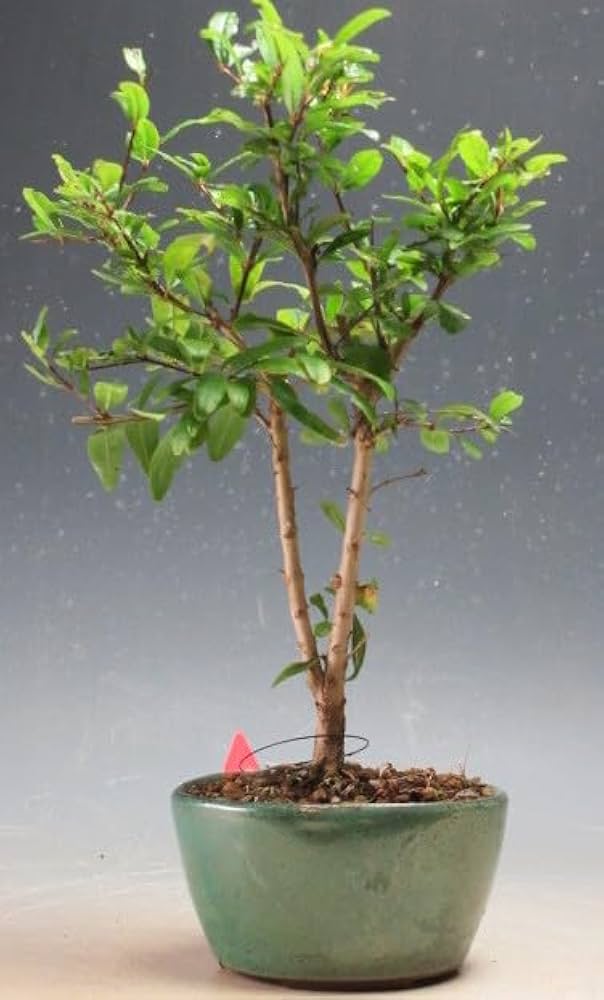 Amazon｜姫ザクロの鉢植えミニ盆栽【現品】(3903)｜観葉植物