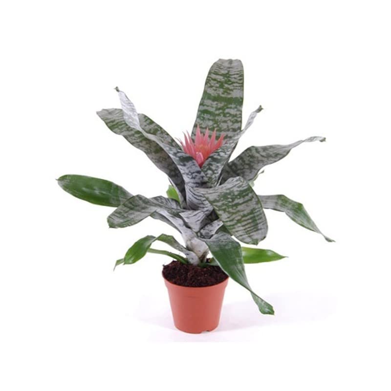 DECOALIVE Aechmea Fasciata Bromelia de Interior Planta Natural Tropical