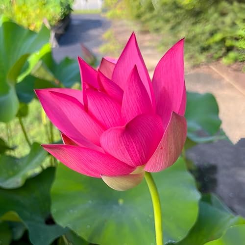 Image of Beautiful Red Lotus Water Lily Live Plant | Short Time Grow Root /Tuber |Healthy Aquatic Lotus for Indoor Outdoor Gardening |Sacred Flower Plant for Pond & Home Decor (Without Pot)