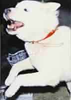 しろい犬 Amazon.co.jp: 白い犬 : 梅 佳代: 本