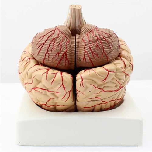 Modèle de cerveau humain de haute précision avec 41 repères anatomiques - 4