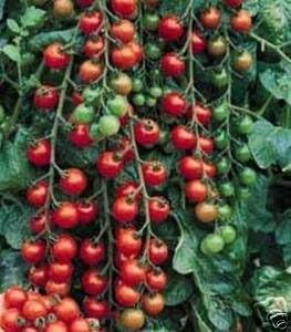 Tomato Small Cherry Basket Pack Garden Heirloom Vegetable by Seed Kingdom Bulk 1/4 Lb Seeds