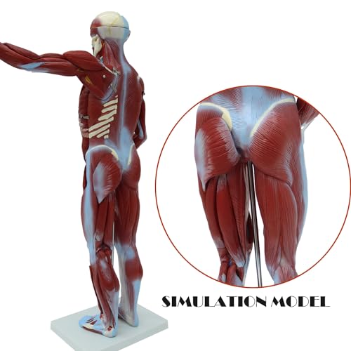 Image of Anatomical Human Muscular Figure Model with 27 Removable Parts Human Muscle Organ Model Training Manikin Model with 27 Parts for Teaching 31.5'' Tall,1 /2 lifesize