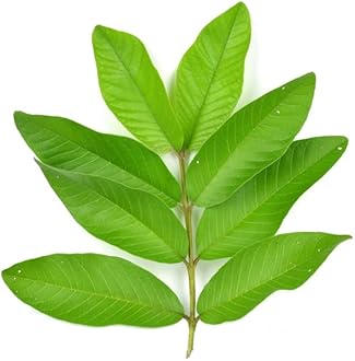 Fresh Guava Leaves, Pack of 50