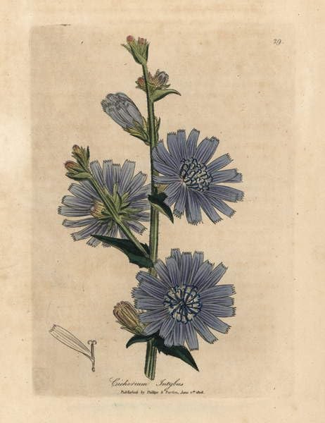 Tableau Succory sauvage à fleurs bleues impression d'art nature pour salon