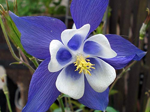 Blue Star Columbine 20 Seeds/Seed - Aquilegia