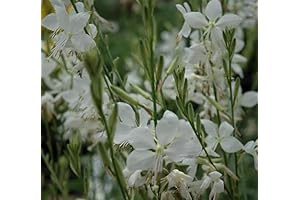 Gaura White Starter Plant: A Perennial Beauty for Your Garden