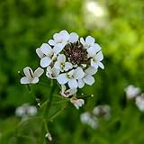 wiesenschaumkrautsamen, kräutergarten wiesenschaumkraut bio balkonpflanzen mehrjährig gartenkräute 60pcs
