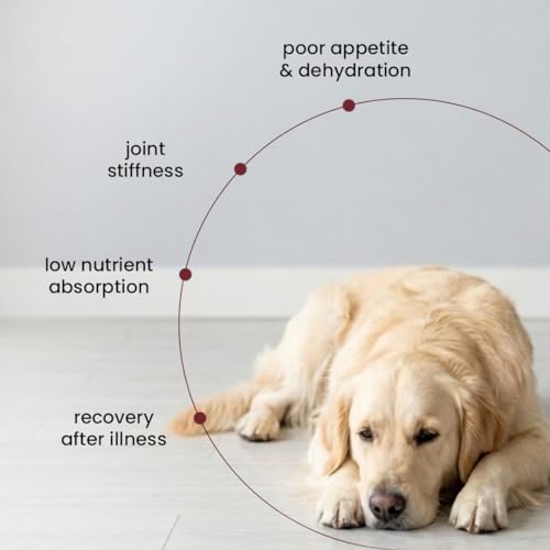 Image of Nootie Chicken Bone Broth for Dogs & Cats | Slow-Simmered 12+ Hours | Collagen + Glucosamine | Gut Health & Joint Support | Hydrating Meal Topper | Preservative-Free | Pack of 3