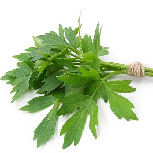 300 semillas de apio (Levisticum officinale) Apio perpetuo - reproducible sin tratar