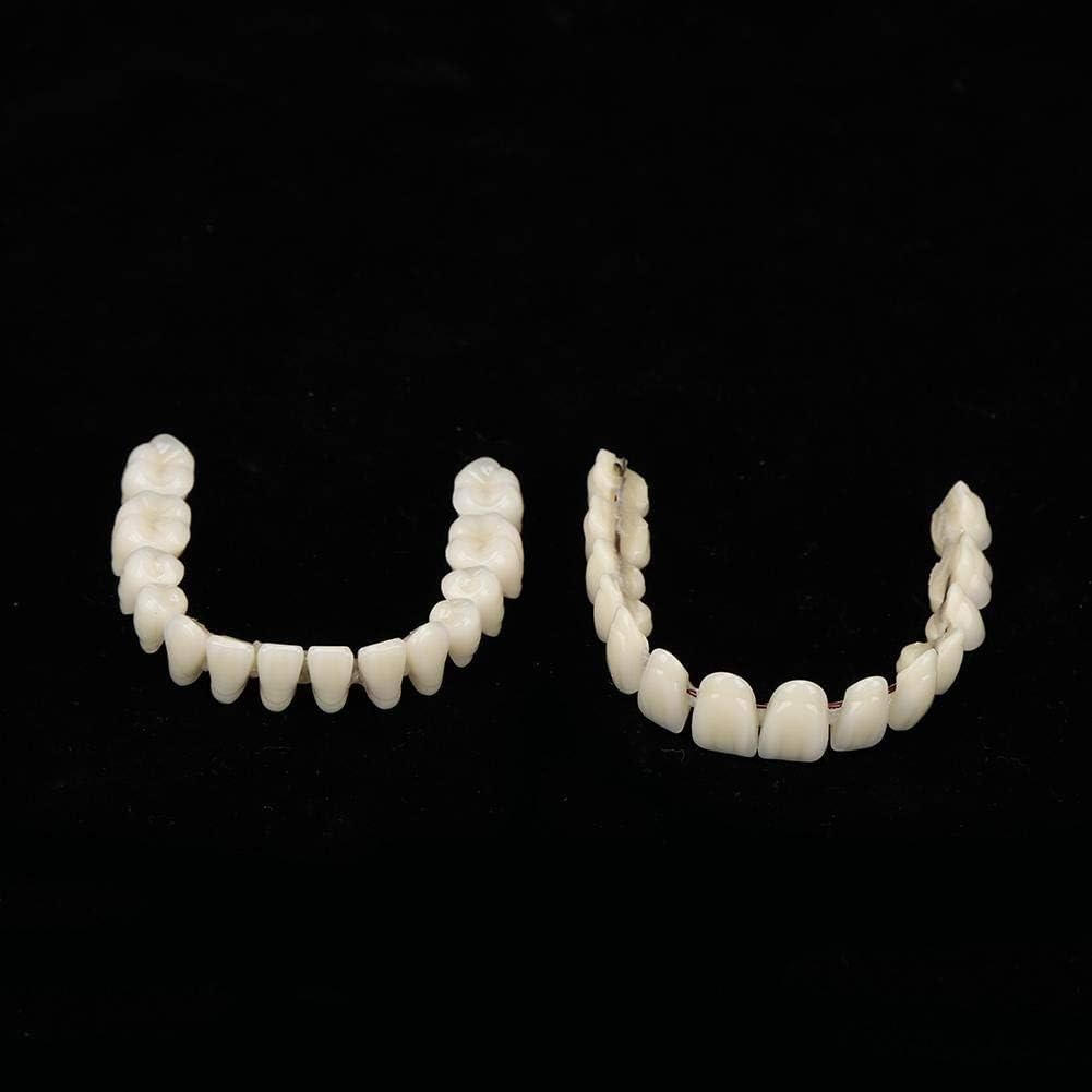 Dentaduras postizas de 10 Piezas de Resina Modelo de enseñanza de Dientes postizos Modelo Dental estándar Material didáctico Modelo de Diente de demostración estándar para Adultos