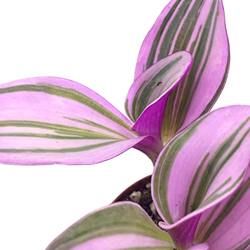Pink Tradescantia Nanouk, Variegated Wandering Jew, Rare 2 Inch Tiny Mini Pixie Plant #TOP4