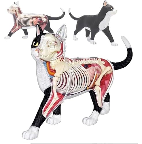 Modèle anatomique de chat 4D AMITD 28 pièces amovibles de qualité médicale