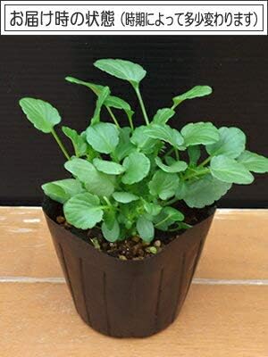 Amazon ビオラ フローラルパワー ピンクレモンリップ 10 5cmサイズ大ポット 3個セット パンジー ビオラ すみれ 苗 寄せ植え 野菜