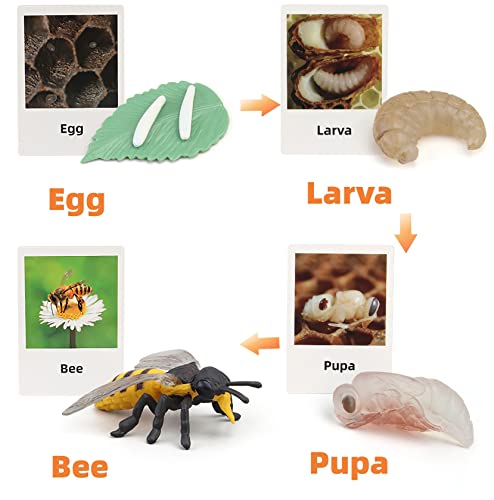Montessori Life Cycle Animal Figures with Flash Cards, Realistic Animal Plant - Bild 11 von 71