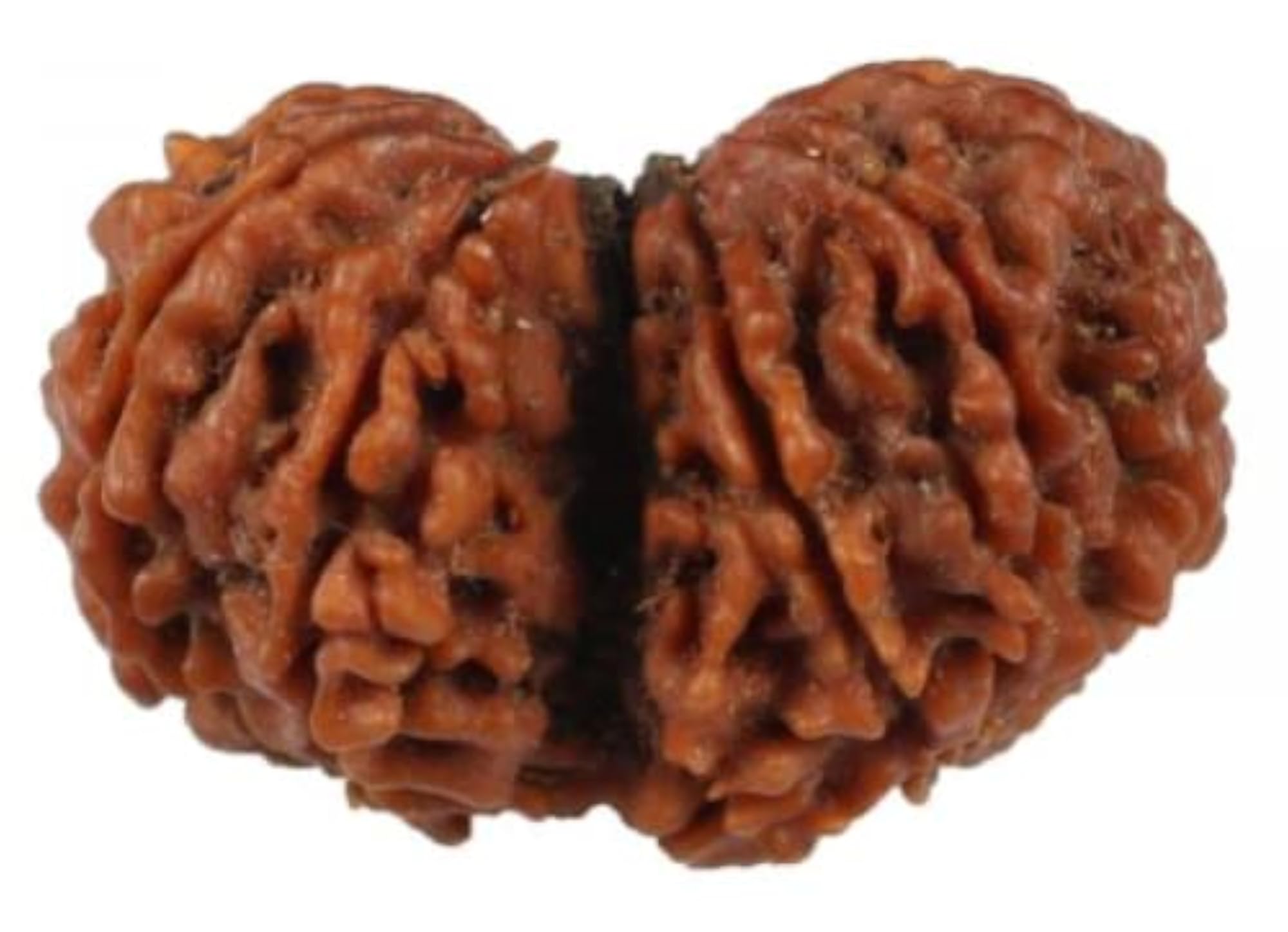 Original Gauri Shankar Rudraksha Natural Beads