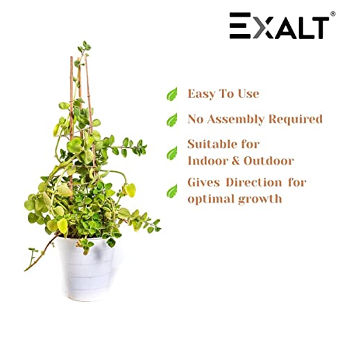 Image of EXALT Premium Natural Teak Wood Plant Support Sticks - Garden Sticks for Straightening Training and Supporting Plants - Strong and Durable Solution for Healthy Growth