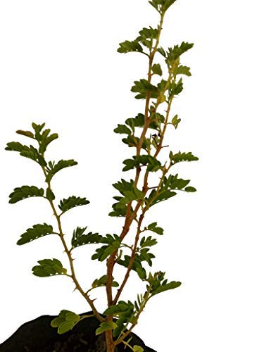 Bharat Herbs Care® Shami-Prosopis Cineraria Live Medicinal Plant (B07GMMW8VG) Amazon Price History, Amazon Price Tracker