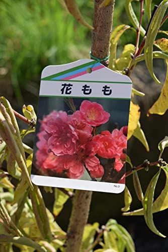 Amazon.co.jp: 花桃 矢口桃苗 八重ピンクの桃花花木鉢植え地植え用植木