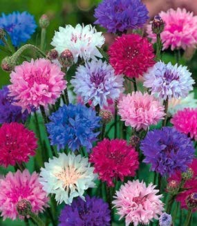 Tomasa Seedshouse- Cornflowers Seeds 'Blue Boy' Flower Seeds Perennial Hardy Planting Seeds for Balcony/Garden