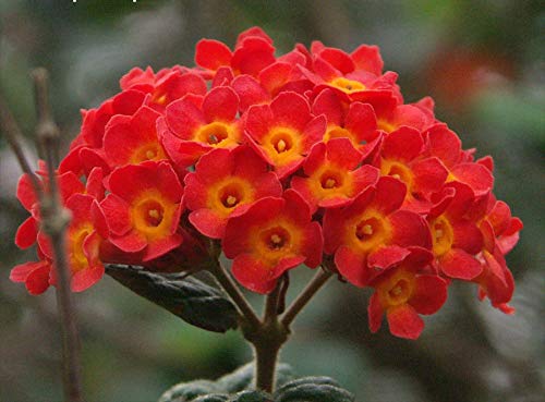 Green Paradise® rondeletia odorata Beautiful Flowering Plant bonsai Suitable Flowering Live Sapling Plant (B08WHQQLSJ) Amazon Price History, Amazon Price Tracker