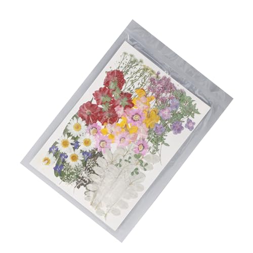 Flores Secas Prensadas, Conjunto de Amostras de Plantas Fáceis de Usar 100 Peças Versáteis para Pres