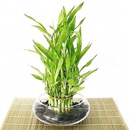 Jmbamboo- Bambú de la suerte - Escalonado - El arreglo llega con rocas, jarrón