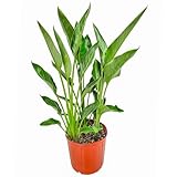 Bird of Paradise Plants (Orange)