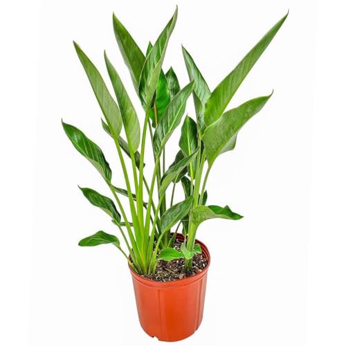 Bird of Paradise Plants (Orange)