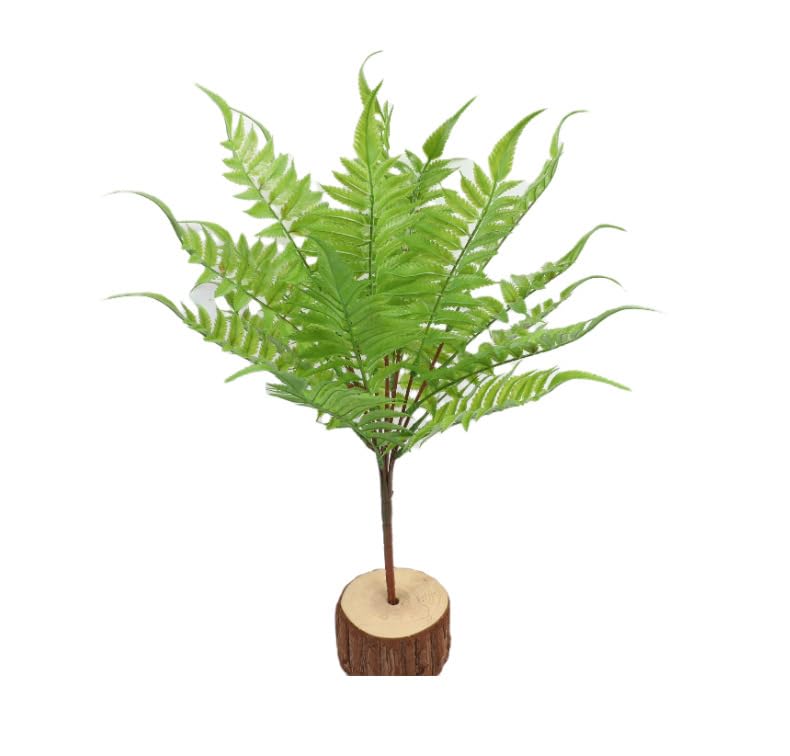 Fougère d'intérieur sans arrosage Xiao Hua 45 cm pour reverdir un coin sombre